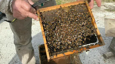 Arıcıların mesaisi başladı