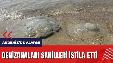 Akdeniz'de alarm! Denizanaları sahilleri istila etti