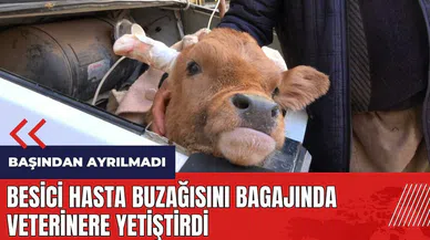 Besici hasta buzağısını bagajında veterinere yetiştirdi