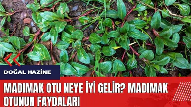 Madımak otu neye iyi gelir? Madımak otunun faydaları