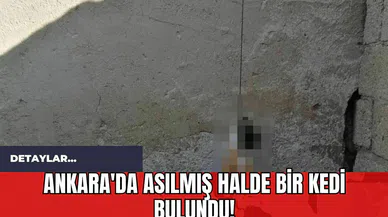 Ankara'da Asılmış Halde Bir Kedi Bulundu!