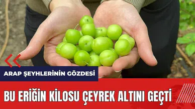 Bu eriğin kilosu çeyrek altını geçti