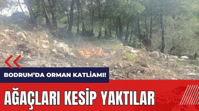 Bodrum'da orman katliamı! 7 dönümlük alandaki ağaçları kesip yaktılar