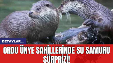 Ordu Ünye Sahillerinde Su Samuru Sürprizi!