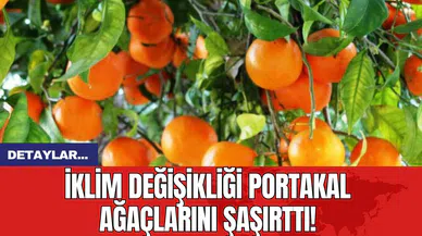 İklim Değişikliği Portakal Ağaçlarını Şaşırttı!