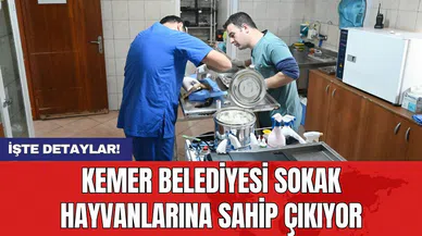Kemer Belediyesi sokak hayvanlarına sahip çıkıyor