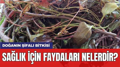 Doğanın şifalı bitkisi: Sağlık için faydaları nelerdir?