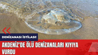 Denizanası istilası! Akdeniz'de ölü denizanaları kıyıya vurdu