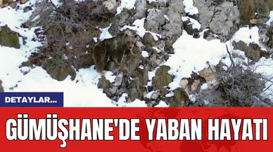 Gümüşhane'de Yaban Hayatı