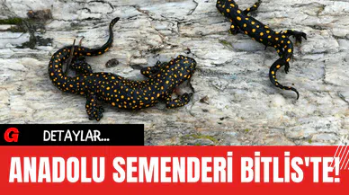 Anadolu Semenderi Bitlis'te!