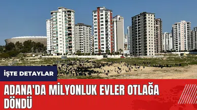 Adana'da milyonluk evler otlağa döndü