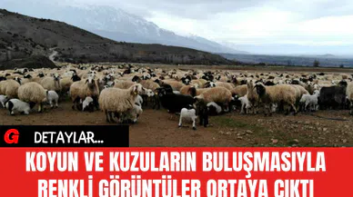 Koyun ve Kuzuların Buluşmasıyla Renkli Görüntüler Ortaya Çıktı