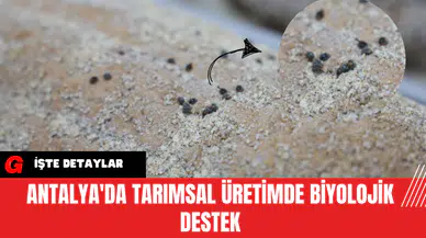 Antalya'da Tarımsal Üretimde Biyolojik Destek