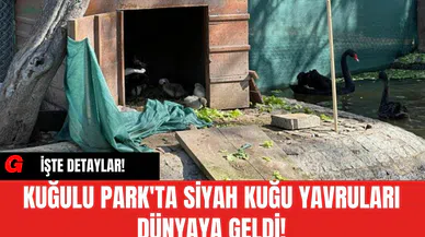 Kuğulu Park'ta Siyah Kuğu Yavruları Dünyaya Geldi!