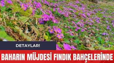 Baharın Müjdesi Fındık Bahçelerinde