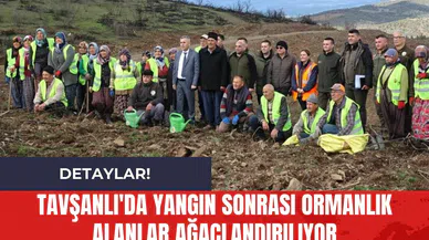 Tavşanlı'da Yangın Sonrası Ormanlık Alanlar Ağaçlandırılıyor