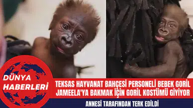 Teksas Hayvanat Bahçesi Personeli Bebek Goril Jameela'ya Bakmak İçin Goril Kostümü Giyiyor