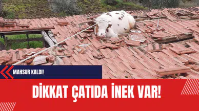Dikkat çatıda inek var: Mahsur Kaldı