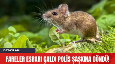 Fareler Esrarı Çaldı Polis Şaşkına Döndü!