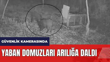 Hatay’da yaban domuzları arılığa daldı!