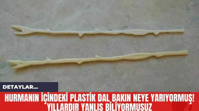 Hurmanın İçindeki Plastik Dal Bakın Neye Yarıyormuş! Yıllardır Yanlış Biliyormuşuz