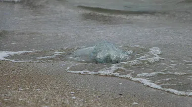 Burnaz sahilinde denizanası istilası!