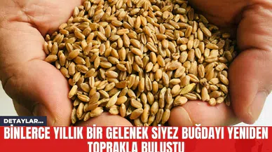 Binlerce Yıllık Bir Gelenek Siyez Buğdayı Yeniden Toprakla Buluştu
