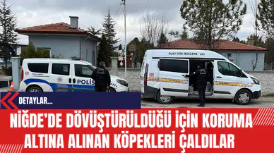 Niğde’de dövüştürüldüğü için koruma altına alınan köpekleri çaldılar