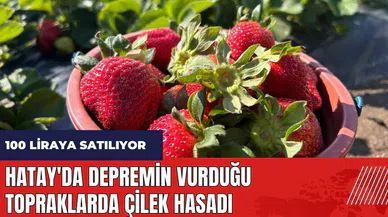 Hatay'da depremin vurduğu topraklarda çilek hasadı! 100 liraya satılıyor