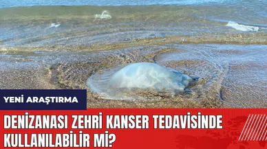 Denizanası zehri kanser tedavisinde kullanılabilir mi?