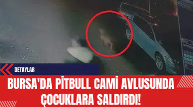 Bursa'da Pitbull Cami Avlusunda Çocuklara Saldırdı!