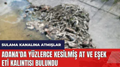 Adana'da yüzlerce kesilmiş at ve eşek eti kalıntısı bulundu