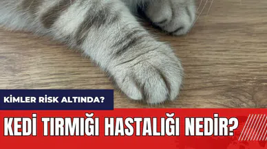 Kedi Tırmığı Hastalığı Nedir? Kimler risk altında?