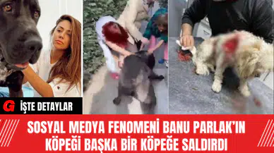 Sosyal Medya Fenomeni Banu Parlak’ın Köpeği Başka Bir Köpeğe Saldırdı