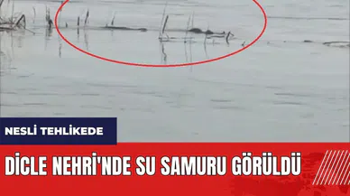 Dicle Nehri'nde su samuru görüldü