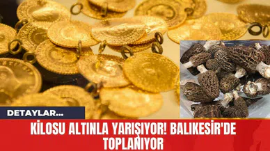 Kilosu Altınla Yarışıyor! Balıkesir'de Toplanıyor