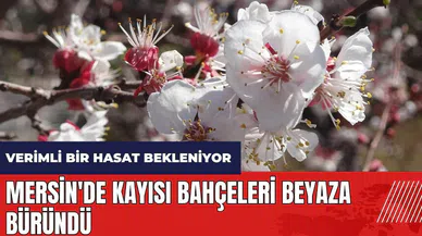 Mersin'de kayısı bahçeleri beyaza büründü