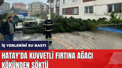 Hatay'da kuvvetli fırtına ağacı kökünden söktü