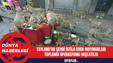 Tayland'da Şehri İstila Eden Maymunları Toplama Operasyonu Başlatıldı