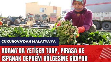 Adana’da yetişen turp pırasa ve ıspanak deprem bölgesine gidiyor