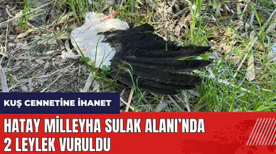 Hatay Milleyha Sulak Alanı'nda 2 leylek vuruldu