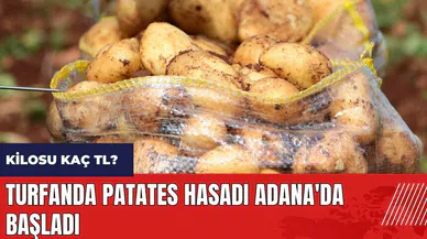 Turfanda patates hasadı Adana'da başladı! Patatesin kilosu kaç TL?