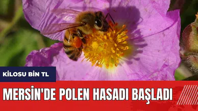 Mersin'de polen hasadı başladı! Kilosu bin TL