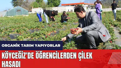Köyceğiz'de öğrencilerden çilek hasadı