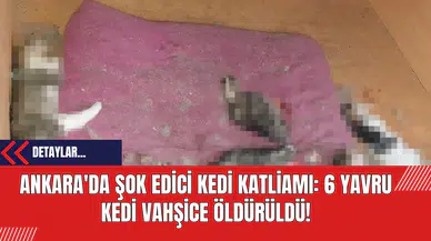 Ankara'da Şok Edici Kedi Katliamı: 6 Yavru Kedi Vahşice Öldürüldü!