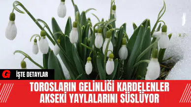 Torosların Gelinliği Kardelenler Akseki Yaylalarını Süslüyor