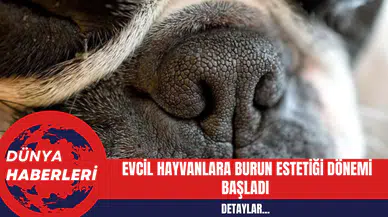 Evcil Hayvanlara Burun Estetiği Dönemi Başladı