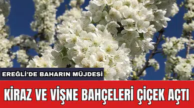 Ereğli'de baharın müjdesi: Kiraz ve vişne bahçeleri çiçek açtı