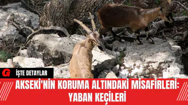 Akseki'nin Koruma Altındaki Misafirleri: Yaban Keçileri