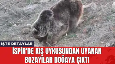 İspir'de kış uykusundan uyanan bozayılar doğaya çıktı